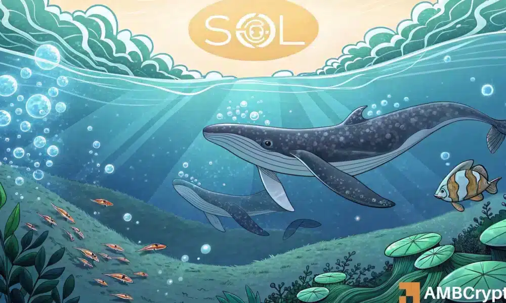 鲸鱼购买价值 1200 万美元的 SOL 后，Solana 的价格有望达到 200 美元